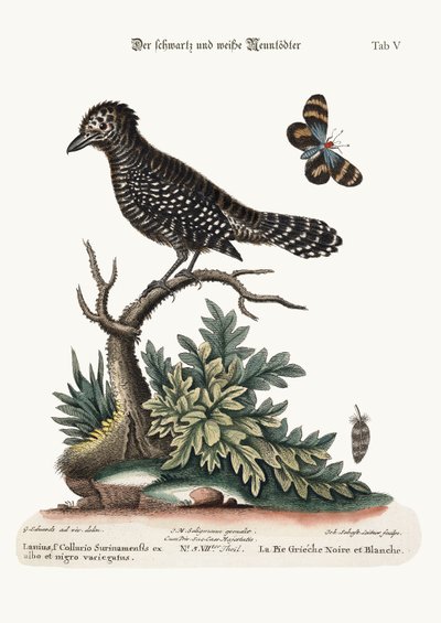 The Black and White Butcher-Bird by George Edwards